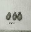 Click for 1 image(s) for this accession. FRUIT